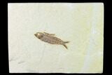 Fossil Fish (Knightia) - Green River Formation - Wyoming #136529-1